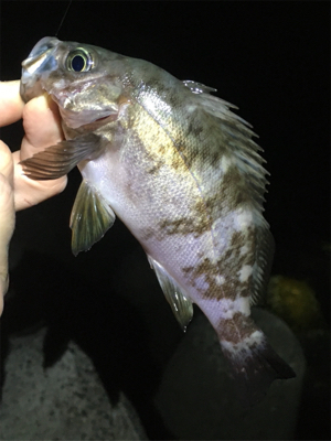 明石で梅雨メバル