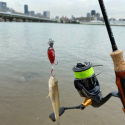 ハゼクラ　淀川