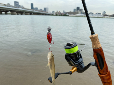 ハゼクラ　淀川