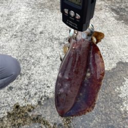 2021年初の春イカ