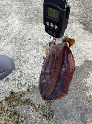 2021年初の春イカ