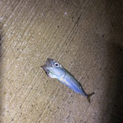 最近投稿ないので投稿南港アジング