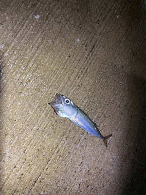 最近投稿ないので投稿南港アジング