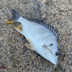 夕方のぶっ込み釣り