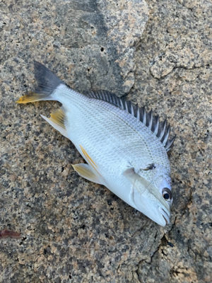 夕方のぶっ込み釣り