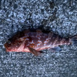 ライト五目釣り