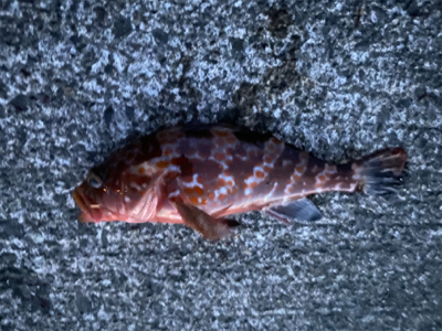 ライト五目釣り