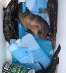 久しぶりにメバル