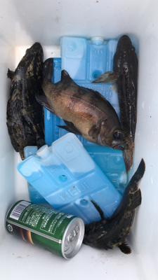 久しぶりにメバル