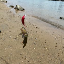 土日より平日の方がハゼクラは釣れる。