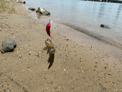 土日より平日の方がハゼクラは釣れる。