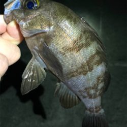 漁港で梅雨メバル