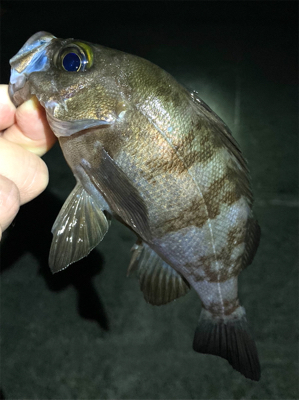 漁港で梅雨メバル