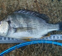 『釣りデビュー❤』181日目✨