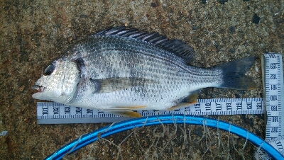 『釣りデビュー❤』181日目✨