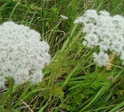 『釣りデビュー❤』182日目⭐
