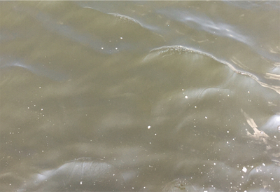 タコは渋いながらも成長過程。。