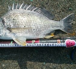 『釣りデビュー❤』183日目