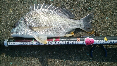 『釣りデビュー❤』183日目