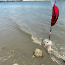 干潮からの3時間、ハゼクラ