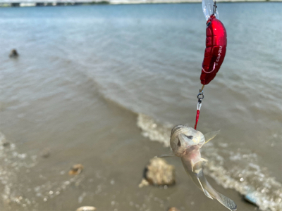 干潮からの3時間、ハゼクラ