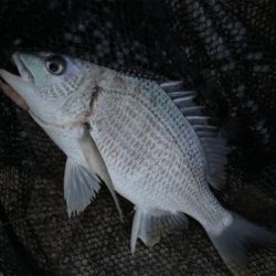 夕方のぶっ込み釣り