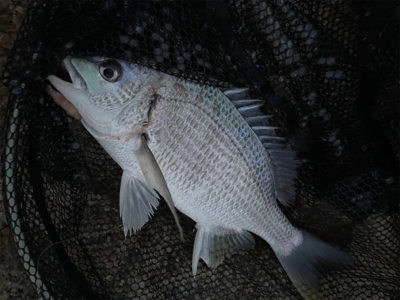 夕方のぶっ込み釣り