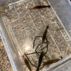 テナガエビ釣り