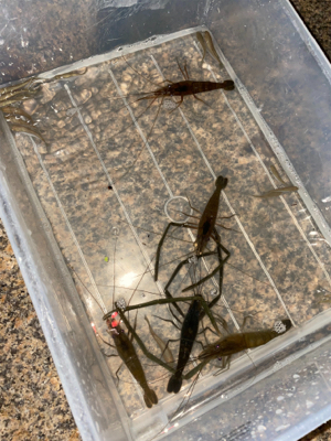 テナガエビ釣り