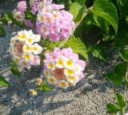 『釣りデビュー❤』184日目✨