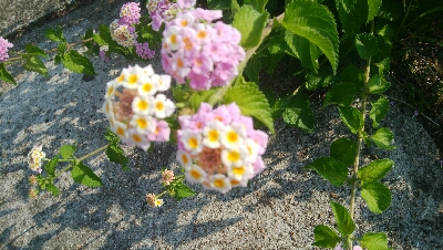 『釣りデビュー❤』184日目✨