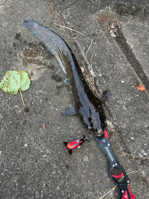 夕まづめナマズ釣り