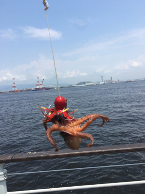 ギックリ腰なのでタコ散歩。。。