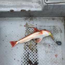 タイラバでオオモンとアオハタ