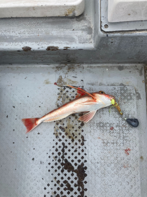 タイラバでオオモンとアオハタ