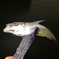 大阪湾奥アジング