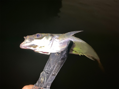 大阪湾奥アジング