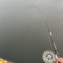 2日連続、落とし込み