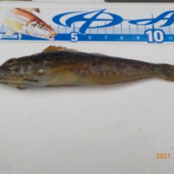 キス苦戦後、初登場2匹