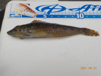 キス苦戦後、初登場2匹