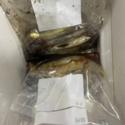 福井　啓福丸さんにてイカメタル