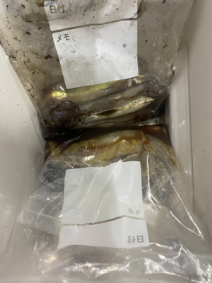 福井　啓福丸さんにてイカメタル