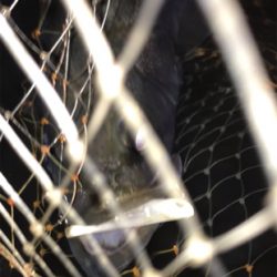 水面直下のハイドロアッパー！