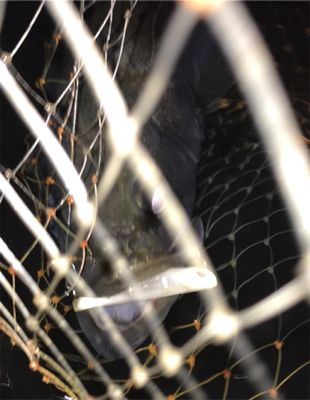 水面直下のハイドロアッパー！