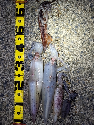 イカ４種目達成！