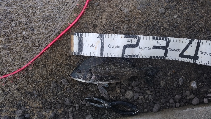 6/6釣果　はじめての紀州釣り