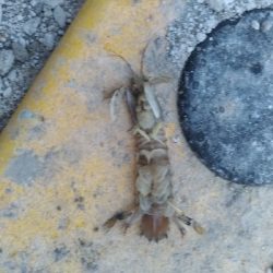 6/13釣果チヌ2枚尺アジも釣れました！