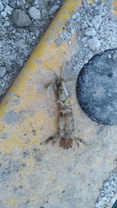 6/13釣果チヌ2枚尺アジも釣れました！