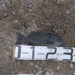 6/27釣果紀州釣りチヌ10枚。グレも11枚。