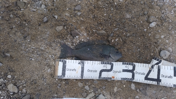 6/27釣果紀州釣りチヌ10枚。グレも11枚。